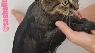 Wet brown cat gets shower in bath tub