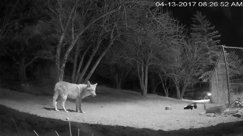 Skunk Chases Coyote Out of Backyard