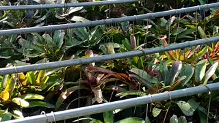 Advanced Bromeliads 13