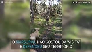 Canguru ataca cão e dono para defender território