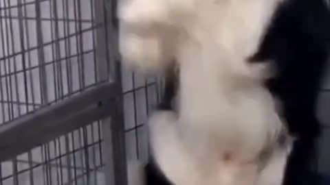 Whats a Funny Dog Video, Can't Stop Laughing