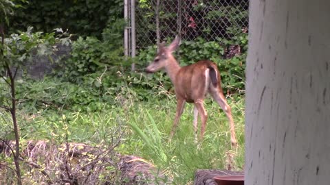 Buck in the Backyard