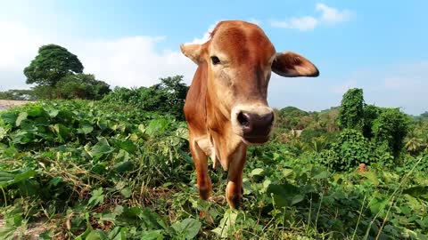 Thin brown cow standing close to the road and eating grass. Hungry animal. Palawan, Philippines