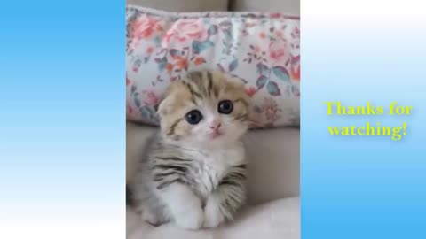 A Cute Pets And Funny Animals Compilation Pets Garden