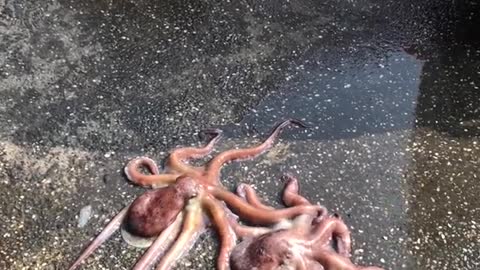 Octopus escape
