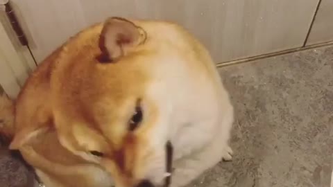 Shiba Inu absolutely loves the hairdryer