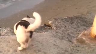Doggo Scratches Belly Itch at the Beach