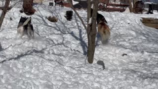 Husky tackle