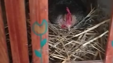 Hens sit in nests