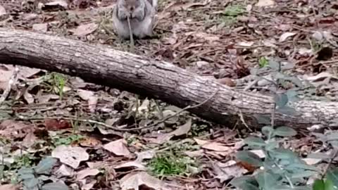 Shorty the squirrel