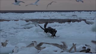 How Sea Eagles Drift On Cold Ice