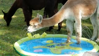 Alpaca Enjoys Splash Pool on a Summer Day