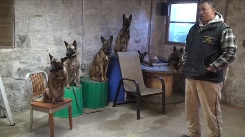 7 Belgian Malinois protect owner !