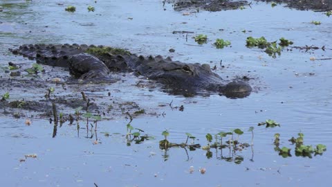 american alligator swims in a mud