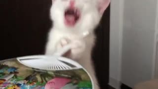 Cute kitten Playing