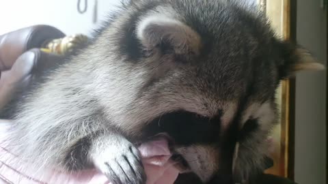 Raccoon keeps throwing their food on the floor.