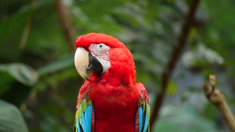 Parrot on the tree shape is very beautiful