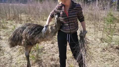 Gardening with the Emus