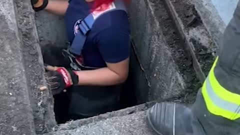 Firefighters rescue ducklings swept into sewer drain #Shorts 🐥
