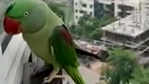 Friendly Talking Parrot Calling Mummy in Lockdown 2021