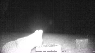 Fox Night Vision Camera!