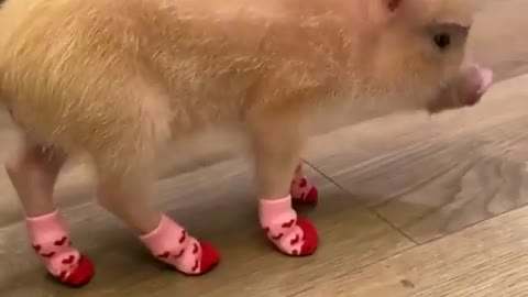 Cute pig🐷