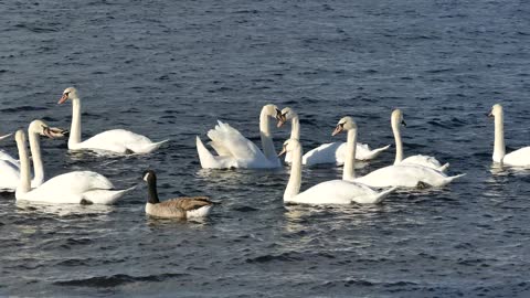 Swans lake