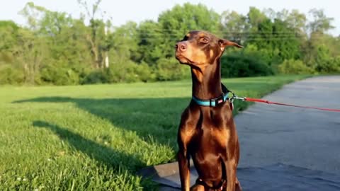 Basic Dog Training That you can do at home with your dog