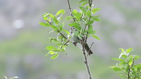 Adorable bird chirping..