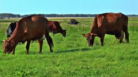 Herd Of Cowss