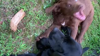 Moose and Bear Chew on Each Others Face
