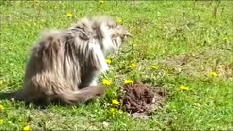 Cat hunts mole, and pees on it