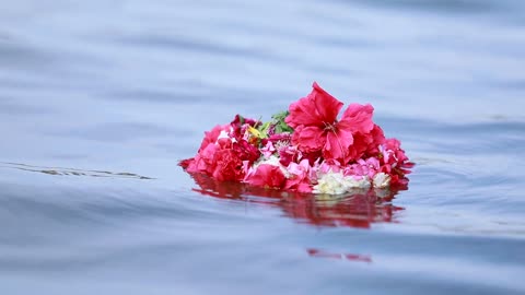 Love Between Flower and Water