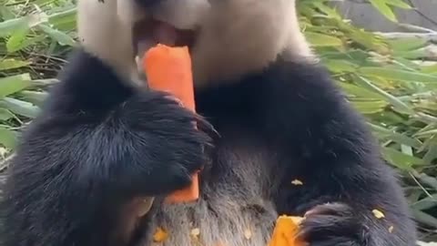 The panda has a great appetite