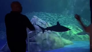 Georgia Aquarium's New Shark Exhibit TikTok