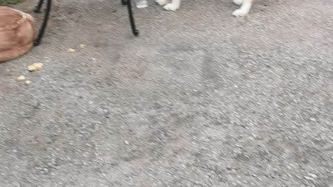 Husky drinks water out of glass