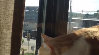 Orange cat stares at bird outside of window