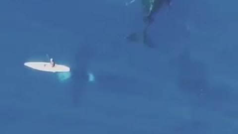 surprising whale interaction