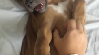 Music brown puppy on white bed has tummy scratched while logic plays