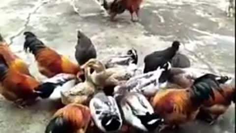 Chicken VS Dog having a Fight - Funny Dog Fight Videos