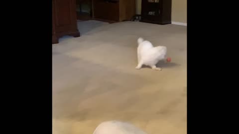 Talented Dog (Pooky), throws and fetches a ball.