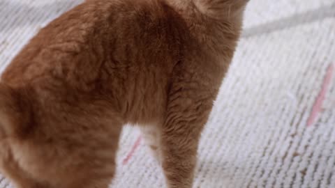 A Ginger Cat Looking Around