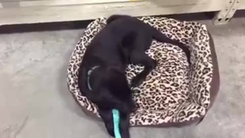 Lazy lab picks a bed at the store in the most hilarious way