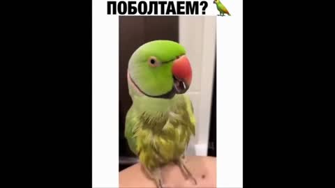 The parrot says