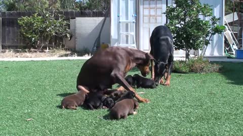 Doberman mom keeping dad away from the puppy