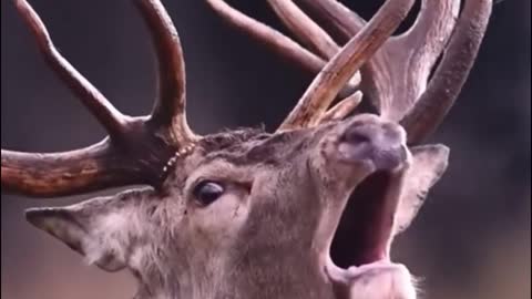 So this is what this deer sounds like. Have you ever heard it before?