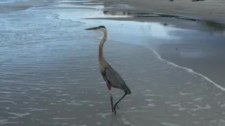 Florida morning visitor