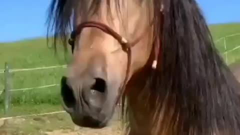 The beautiful arabic horse