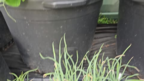 Container Garden Update-04/27/2024