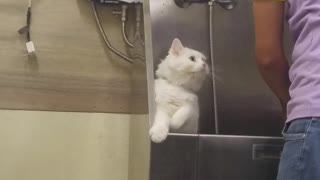 Cat Tries to Beg His Way Out of a Bath